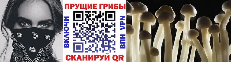 Галлюциногенные грибы Cubensis  где продают   Барыш 